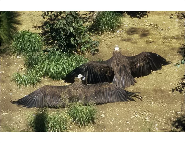 Black Vultures - stretching wings