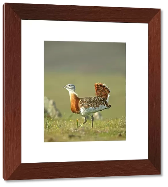 Great Bustard - male strutting across the steppes early morning - March - Spain