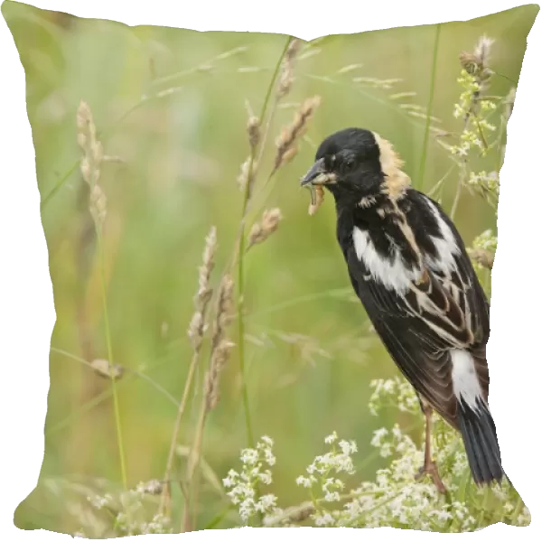 Bobolink - male with food. Connecticut USA in June