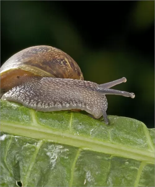 Garden Snail (Helix aspersa) - England - UK - Native to Mediterranean regions of western Europe-northern Africa and Great Britain