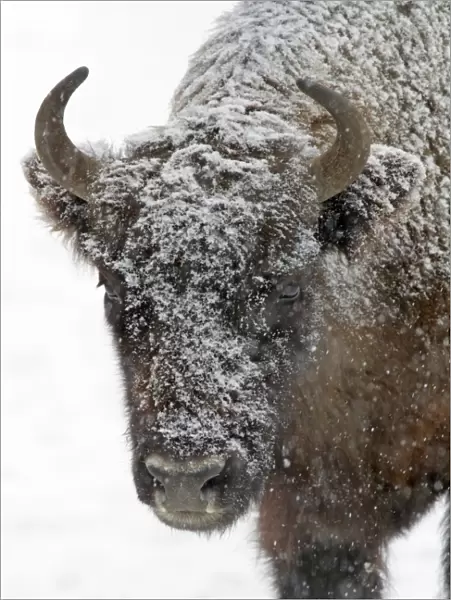European Bison - young bull in snow - Hessen - Germany