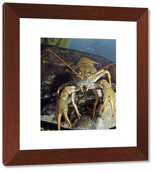 Crayfish. PM-9925. Crayfish. Pat Morris. Please note that prints are for