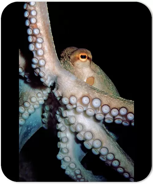 Common Octopus, Atlantic and Mediterranean. Shows special rectangular pupil and double row of sensitive suckers along the arms. UK Marine