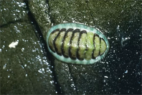 Chiton  /  Coat of Mail Shell