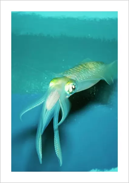 Japanese Squid PM 9575 Sepioteuthis lessoniana © P. Morris  /  ARDEA LONDON
