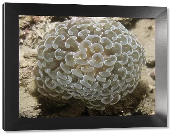 Stony Coral - also known as: bouquet corals, frogspawn corals, grape corals, vase corals and zigzag corals. Indonesia