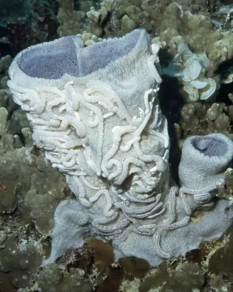 Synaptula on Vase Sponge Palau Island