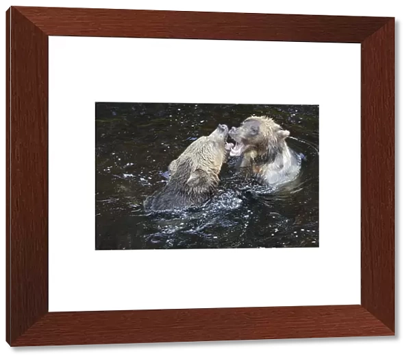 Grizzly bear - two fighting  /  playing in water. Knight Inlet - Glendale Cove - British Columbia - Canada