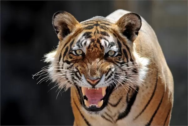 Bengal  /  Indian Tiger - snarling - Ranthambhore National Park - Rajasthan - India