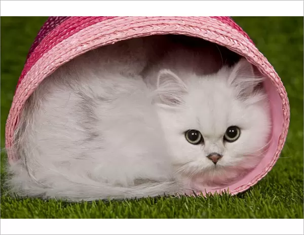 Cat - Persian Chinchilla - Kitten curled up in pink basket