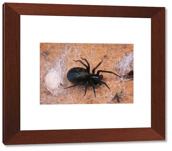 Cribellate Spider SPH 902 Female, UK. Amaurobius ferox © Steve Hopkin  /  ARDEA LONDON
