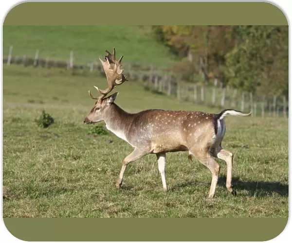 Fallow deer - male. France