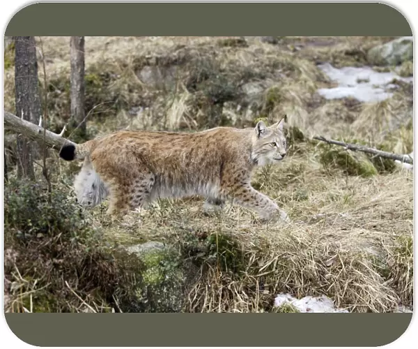 European Lynx - Finland. Captivity