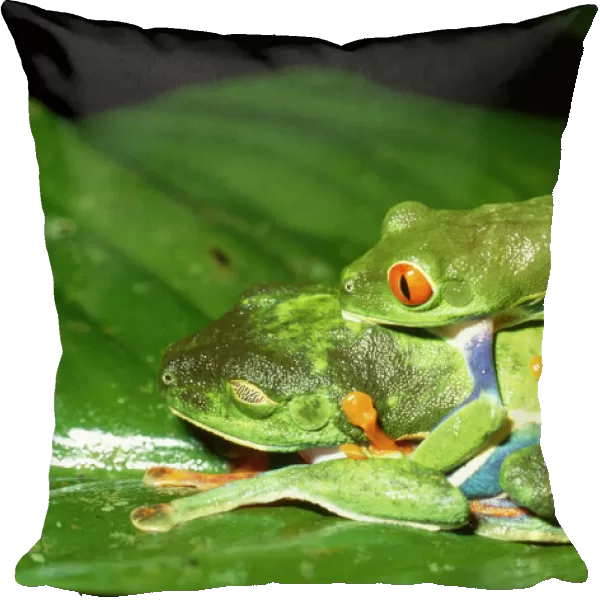 Tree Frog - two mating plus another - Costa Rica