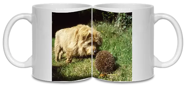 Hedgehog - being pestered by Terrier