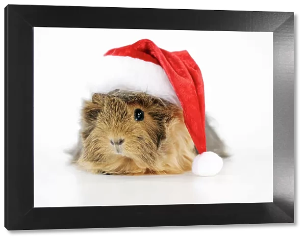 Guinea pig - wearing Father Christmas hat
