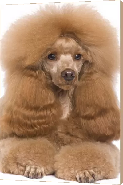 Dog - Dwarf  /  Nain Poodle - Fawn Red colouring