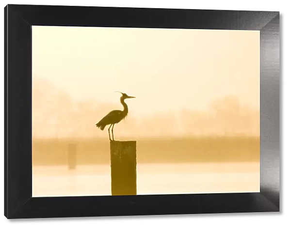 Grey Heron - on post at sunrise - Hickling Broad - Norfolk - UK