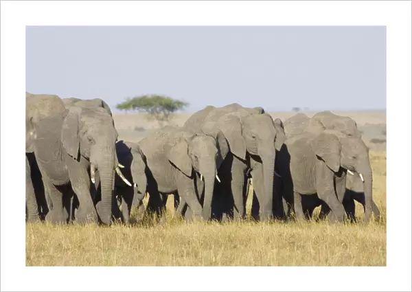 African Elephant - Masai Mara Triangle - Kenya