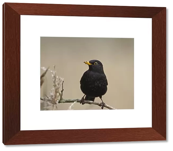 Blackbird - male on twig - Norfolk UK 9301