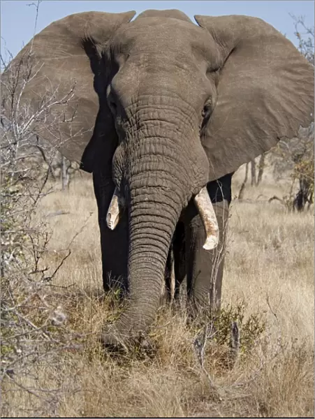 African Elephant - selecting vegetation to eat. Letaba, Kruger National Park, South Africa