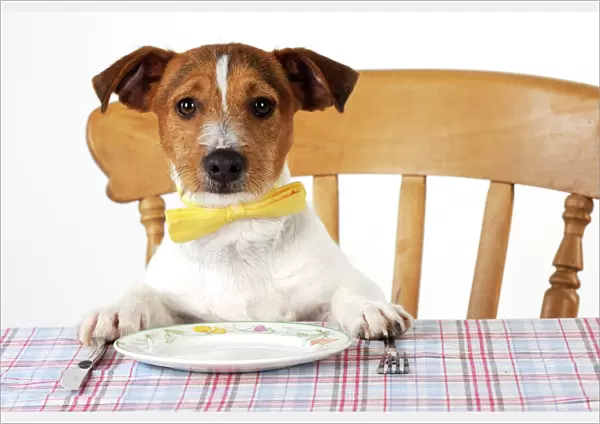 DOG. Jack russell terrier wearing bow tie sitting at table