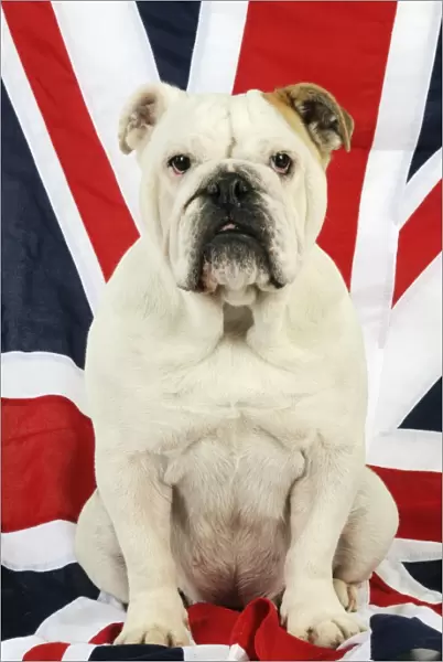 DOG. Bulldog sitting on union jack flag