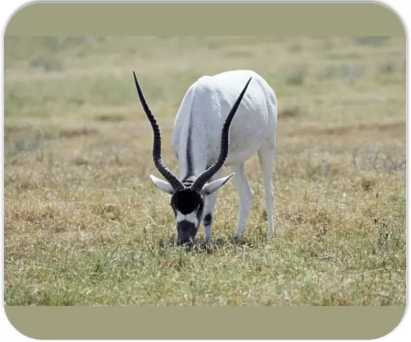 Addax - grazing - remnant population in North Africa