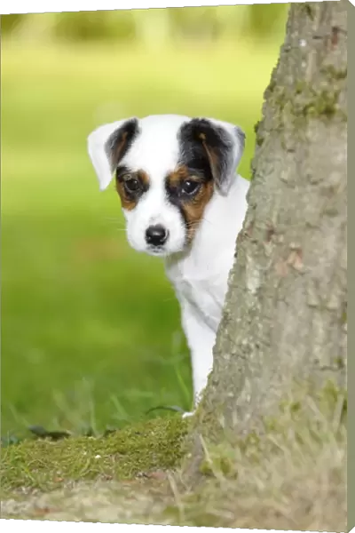 DOG. Parson jack russell terrier puppy looking out from behind tree
