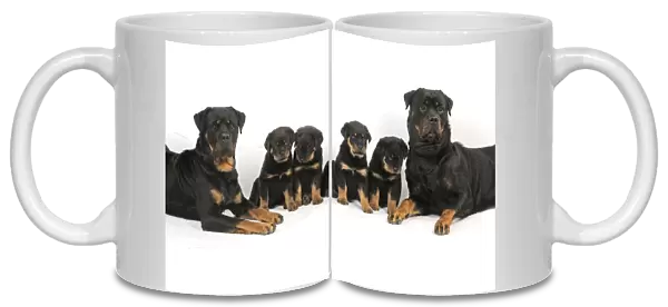 DOG. Rottweiler dogs sitting with four rottweiler puppies in between them