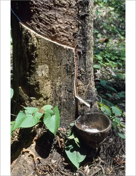 Rubber Tree - rubber tapping Malawi