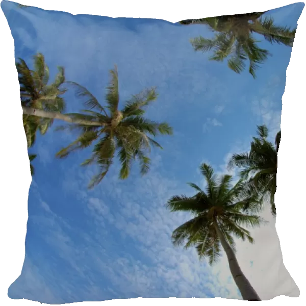 Palm trees - view looking up at sky - Malaysia