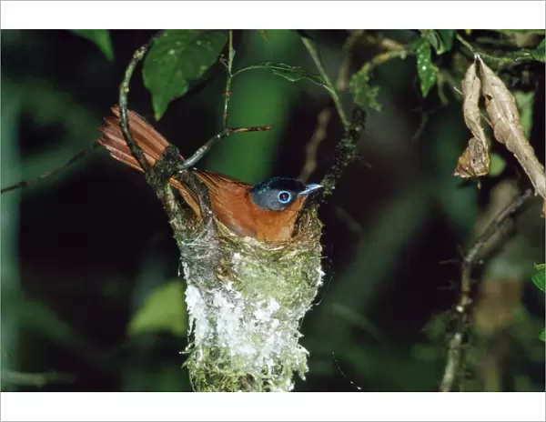 Madagascar Paradise Flycatcher - female on nest - Madagascar