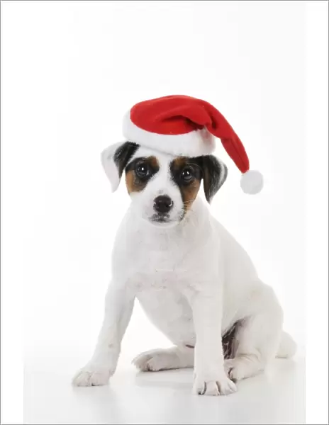DOG. Parson jack russell terrier puppy wearing a christmas hat