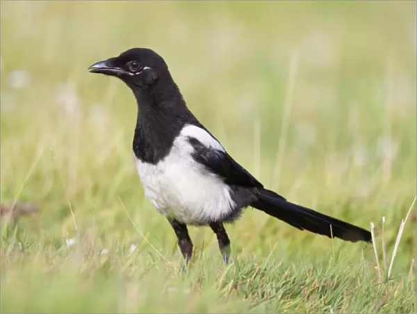 Magpie - young - Cornwall - UK