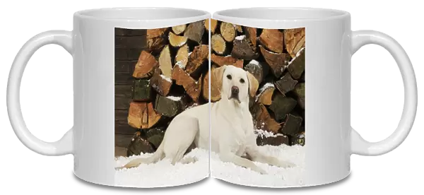 DOG. Yellow labrador sitting in snow in front of logs
