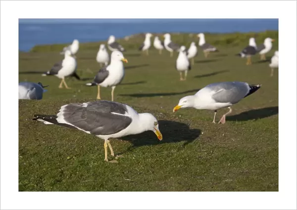Lesser Black Backed and Herring Gulls (Larus argentatus) Skokholm - Wales