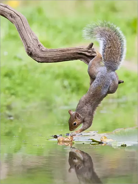 Grey Squirrel - taking nuts from surface of pond - Bedfordshire UK 11485