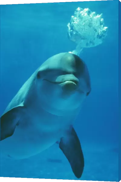 Bottlenose Dolphin - showing air bubbles from blowhole