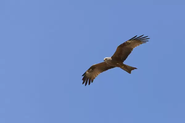 Black Kite - adult in flight - Southern Spain