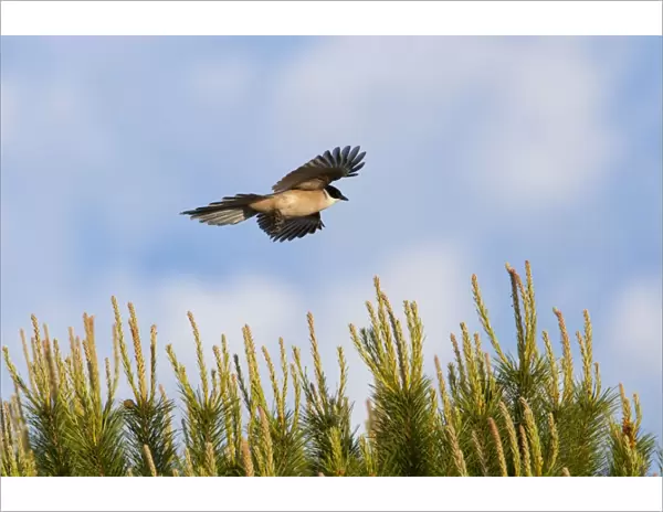 Azure-winged Magpie - adult bird in flight - Southern Spain