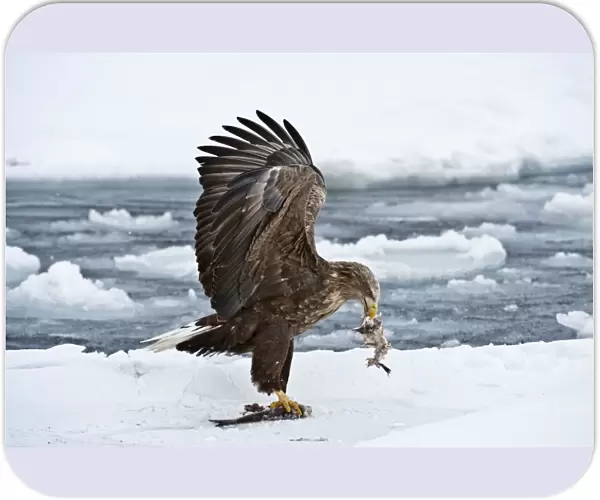 White-tailed Sea Eagle - on sea ice with fish in bill - wings raised - Hokkaido Island - Japan