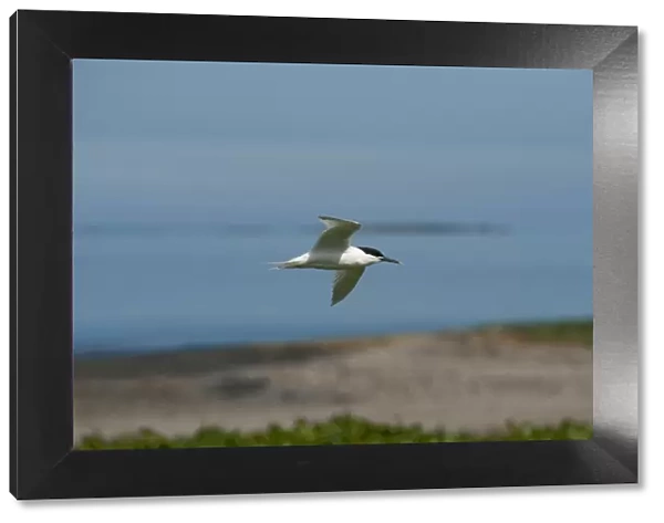 Sandwich tern - in flight - Farne Islands - UK