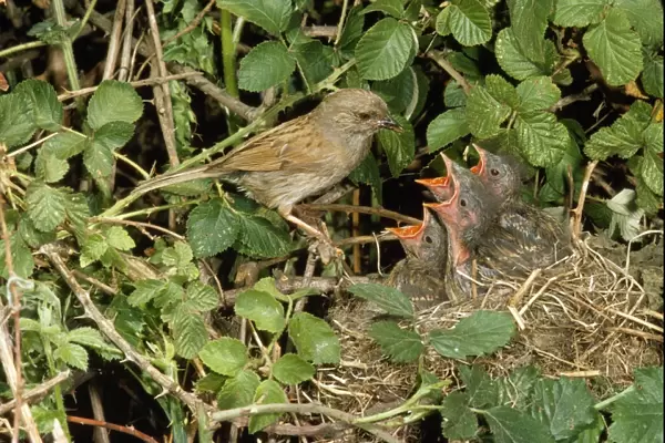 Hedge Sparrow  /  Dunnock - at nest with young