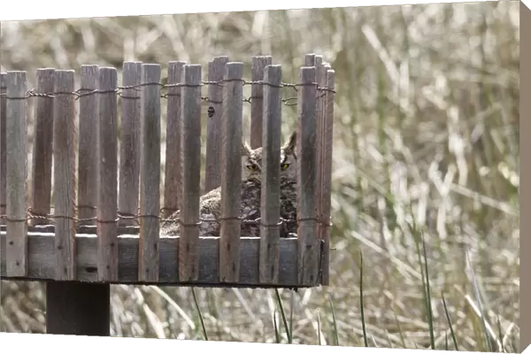 Great Horned Owl - Southeast Arizona - roosting in waterfowl nesting platform -Wyoming - USA