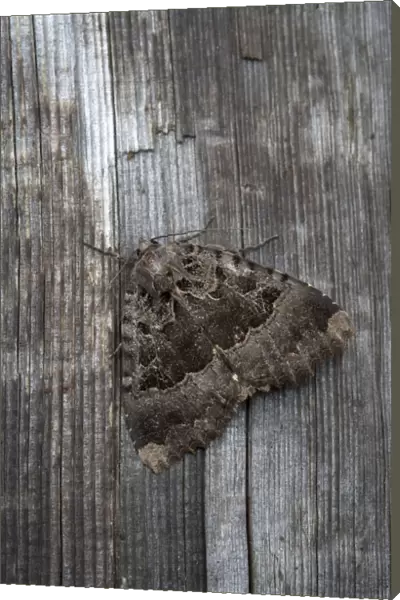 Old Lady - resting on fence - Lincolnshire - England