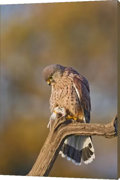 Kestrel - male with prey in Autumn - controlled conditions 11693