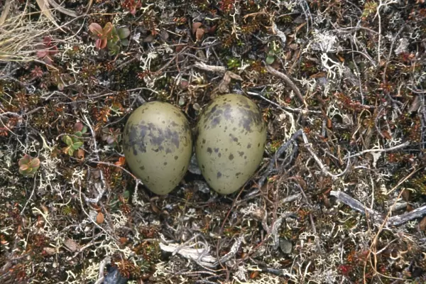 Long-tailed Skua - nest with eggs