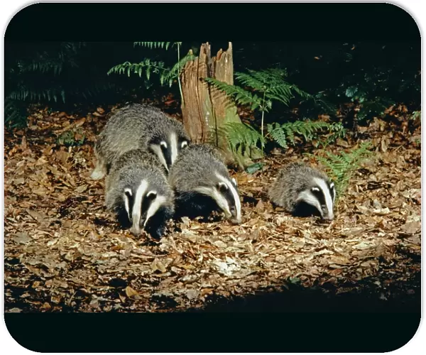 Badgers - adults with 3 month old cub