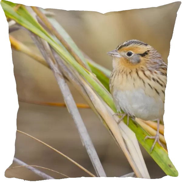 Le Conte's Sparrow - in fall in Spartina grass - Connectucut - USA